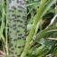  Marie  Portas - Dactylorhiza maculata (L.) Soó