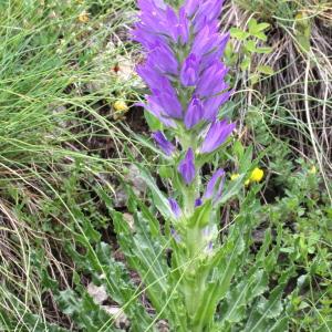 Photographie n°182259 du taxon Campanula spicata L.