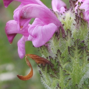 Pedicularis cenisia proles hugueninii (Rchb.f.) Rouy (Pédiculaire arquée)