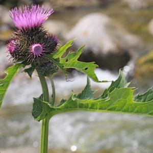 Photographie n°182264 du taxon Cirsium montanum (Waldst. & Kit. ex Willd.) Spreng.