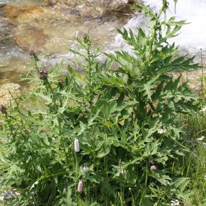 Photographie n°182267 du taxon Cirsium montanum (Waldst. & Kit. ex Willd.) Spreng.