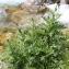  Marie  Portas - Cirsium montanum (Waldst. & Kit. ex Willd.) Spreng.