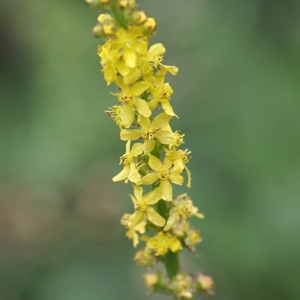 Agrimonia eupatoria subsp. odorata sensu Bonnier & Layens (Aigremoine élevée)