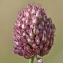  Jean-Claude Ernewein - Allium sphaerocephalon L. [1753]