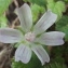  Jean-Claude Echardour - Malva neglecta Wallr. [1824]