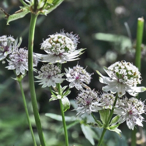 Photographie n°182289 du taxon Astrantia major L. [1753]