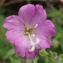  Jean-Claude Echardour - Epilobium hirsutum L.