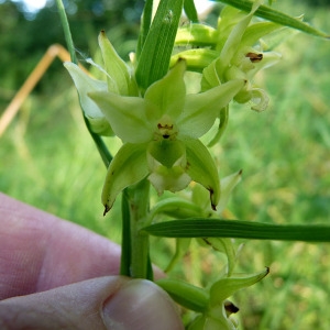 Photographie n°182311 du taxon Epipactis helleborine (L.) Crantz [1769]