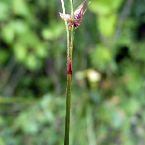 Photographie n°182314 du taxon Carex echinata Murray [1770]