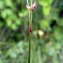  Emmanuel Stratmains - Carex echinata Murray [1770]