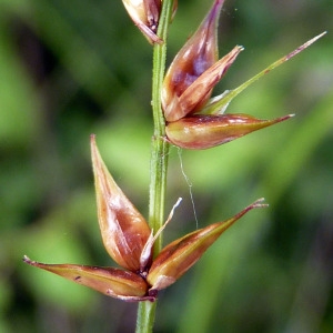 Carex grypos Schkuhr (Laiche en étoile)