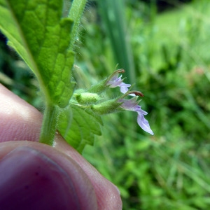 Photographie n°182320 du taxon Teucrium scordium L. [1753]