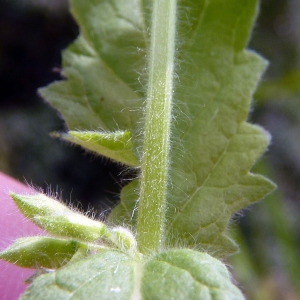 Photographie n°182329 du taxon Teucrium scordium L. [1753]