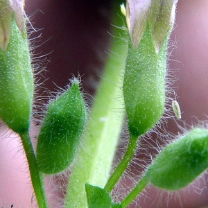 Photographie n°182330 du taxon Teucrium scordium L. [1753]