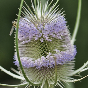 Photographie n°182363 du taxon Dipsacus fullonum L. [1753]