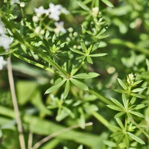 Photographie n°182366 du taxon Galium mollugo L. [1753]