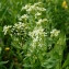  Jean-Claude Ernewein - Lepidium draba L. [1753]