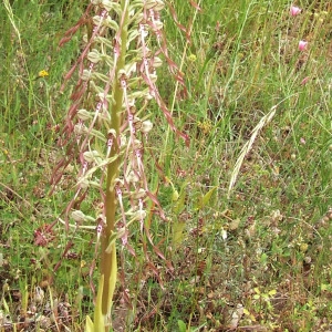 Photographie n°182385 du taxon Himantoglossum hircinum (L.) Spreng. [1826]