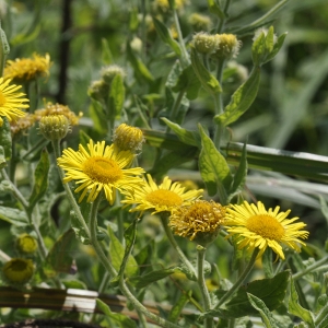 Photographie n°182390 du taxon Pulicaria dysenterica (L.) Bernh. [1800]