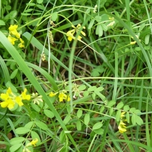 Coronilla valentina Lam. (Coronille couronnée)