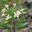  Paul Fabre - Collomia grandiflora Douglas ex Lindl. [1828]