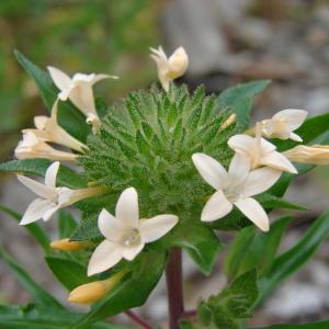 Collomia grandiflora var. cryptantha Regel ex A.Gray (Collomia)