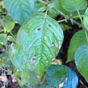 Photographie n°182429 du taxon Circaea lutetiana L. [1753]