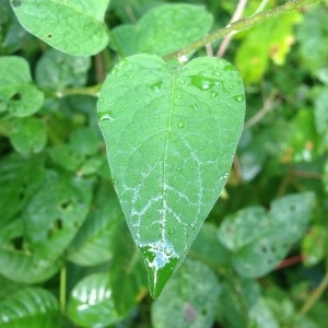 Photographie n°182455 du taxon Solanum dulcamara L. [1753]