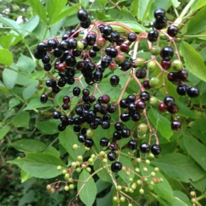 Photographie n°182463 du taxon Sambucus nigra L. [1753]