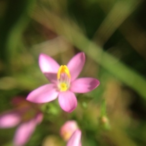 Photographie n°182477 du taxon Centaurium erythraea Rafn [1800]