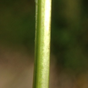 Photographie n°182483 du taxon Prunella vulgaris L. [1753]