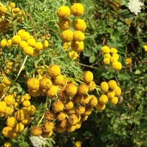 Photographie n°182491 du taxon Tanacetum vulgare L. [1753]