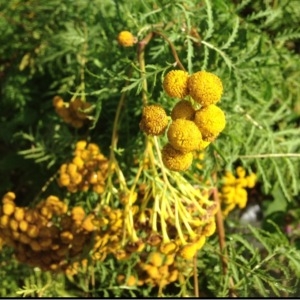 Photographie n°182494 du taxon Tanacetum vulgare L. [1753]