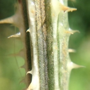 Photographie n°182502 du taxon Dipsacus fullonum L. [1753]