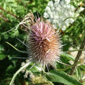 Photographie n°182504 du taxon Dipsacus fullonum L. [1753]