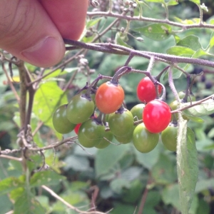 Photographie n°182523 du taxon Solanum dulcamara L. [1753]