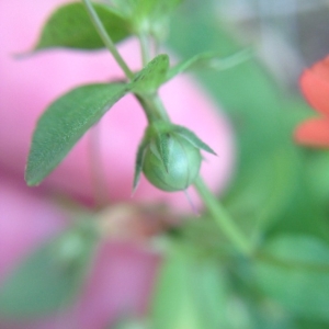 Photographie n°182528 du taxon Lysimachia arvensis (L.) U.Manns & Anderb. [2009]