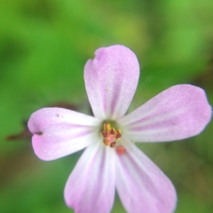 Photographie n°182533 du taxon Geranium robertianum L. [1753]