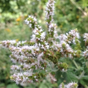 Photographie n°182544 du taxon Mentha suaveolens Ehrh. [1792]