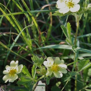  - Potentilla recta L. [1753]