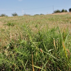 Photographie n°182599 du taxon Galium verum L. [1753]