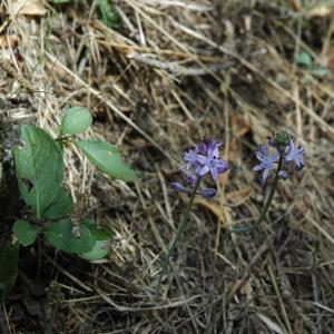 Photographie n°182615 du taxon Scilla autumnalis L. [1753]