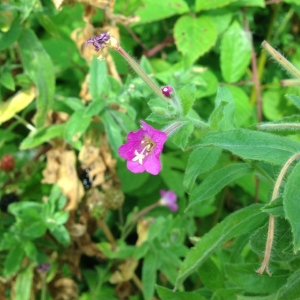 Photographie n°182631 du taxon Epilobium hirsutum L.