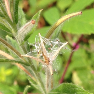 Photographie n°182633 du taxon Epilobium hirsutum L.