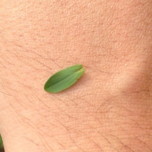 Photographie n°182646 du taxon Hypericum perforatum L. [1753]