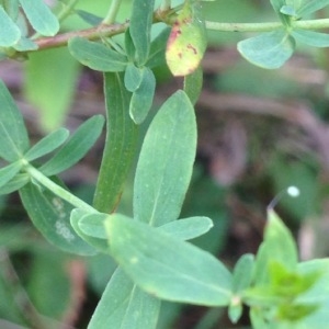 Photographie n°182647 du taxon Hypericum perforatum L. [1753]