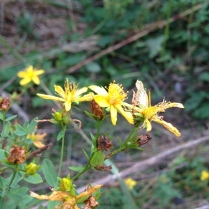 Photographie n°182648 du taxon Hypericum perforatum L. [1753]