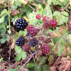 Photographie n°182653 du taxon Rubus ulmifolius Schott [1818]