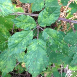 Photographie n°182654 du taxon Rubus ulmifolius Schott [1818]