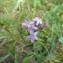  Pascal BERGEOT - Centaurium pulchellum (Sw.) Druce [1898]